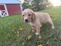 Rosie, a female Golden Retriever and Mountain Cur for sale in Marlette, MI – 3 of 4