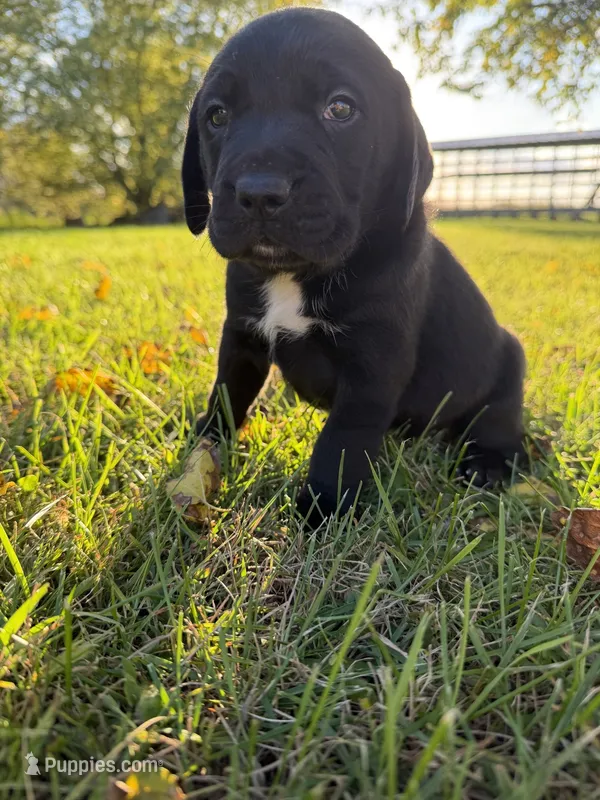 Jasper – Golden Retriever, Mountain Cur puppy for sale in Marlette, MI
