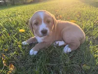 Tucker, a male Golden Retriever and Mountain Cur for sale in Marlette, MI – 3 of 7