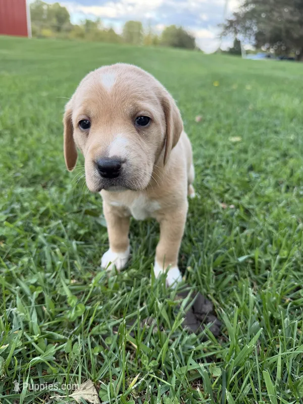 Oakley – Golden Retriever, Mountain Cur puppy for sale in Marlette, MI
