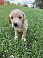 Oakley, a female Golden Retriever and Mountain Cur for sale in Marlette, MI – 1 of 4