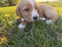Tucker, a male Golden Retriever and Mountain Cur for sale in Marlette, MI – 7 of 7