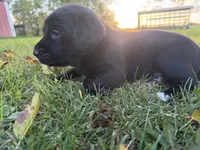 Teddy, a male Golden Retriever and Mountain Cur for sale in Marlette, MI – 2 of 5
