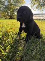 Jasper, a male Golden Retriever and Mountain Cur for sale in Marlette, MI – 4 of 4
