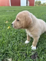 Oakley, a female Golden Retriever and Mountain Cur for sale in Marlette, MI – 2 of 4