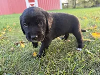 Teddy, a male Golden Retriever and Mountain Cur for sale in Marlette, MI – 5 of 5