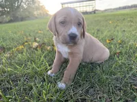 Sadie, a female Golden Retriever and Mountain Cur for sale in Marlette, MI – 4 of 6