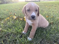 Sadie, a female Golden Retriever and Mountain Cur for sale in Marlette, MI – 5 of 6
