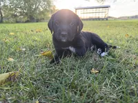 Teddy, a male Golden Retriever and Mountain Cur for sale in Marlette, MI – 4 of 5