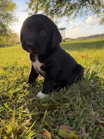 Otis, a male Golden Retriever and Mountain Cur for sale in Marlette, MI – 1 of 6