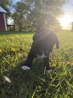 Otis, a male Golden Retriever and Mountain Cur for sale in Marlette, MI – 3 of 6