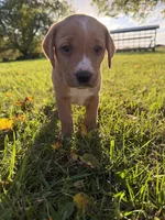 Sadie, a female Golden Retriever and Mountain Cur for sale in Marlette, MI – 6 of 6