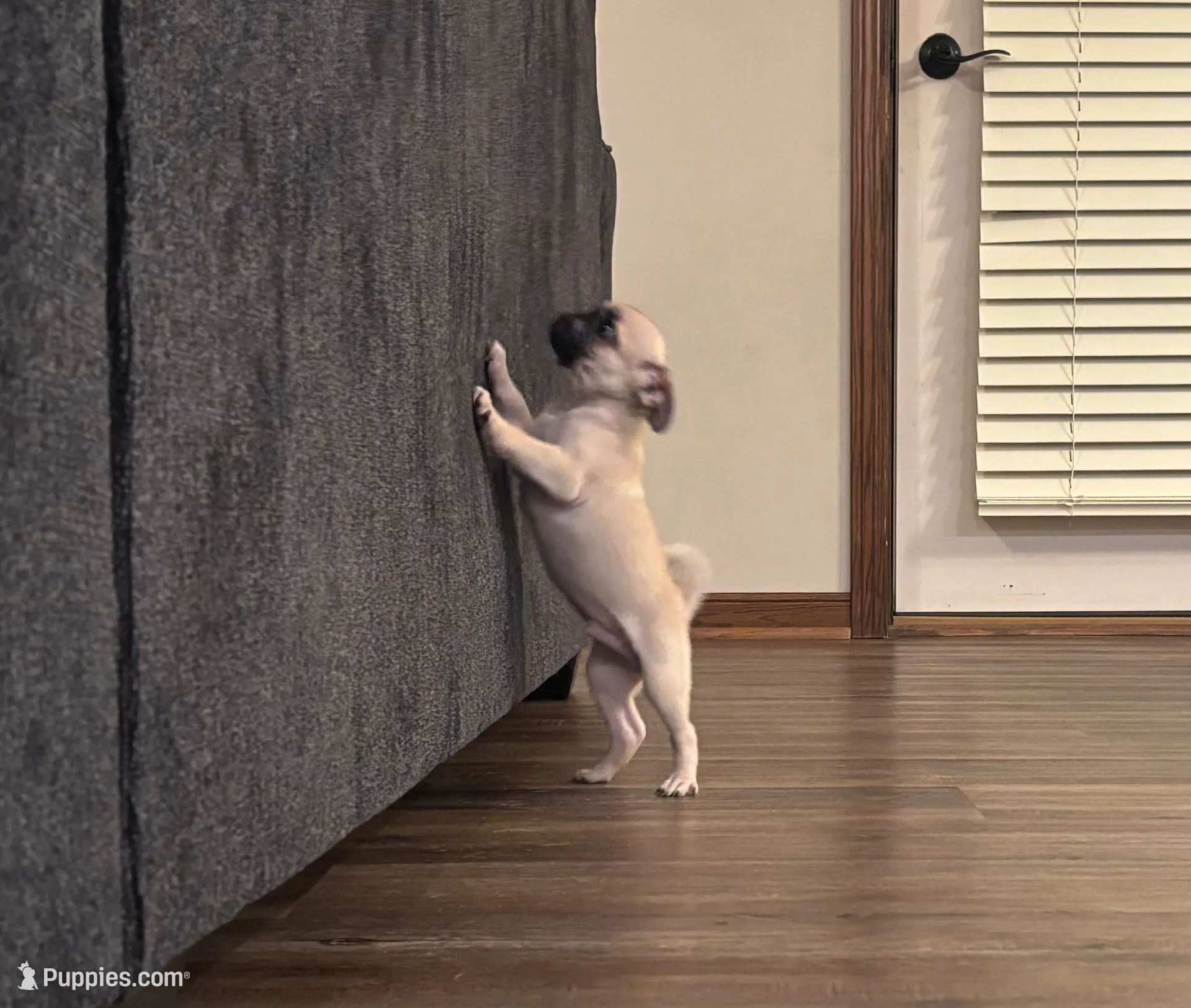 processed/efd77b20-3ed4-43b9-9b21-4dc777a2510f/listing/a52efc6c-cbca-4362-80fe-df438cb0c37d/8136355b-9321-41f1-afd3-13c33796813f