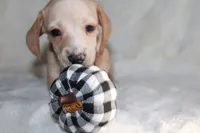 Ollie, a male Miniature Dachshund for sale in Hardy, VA – 3 of 4