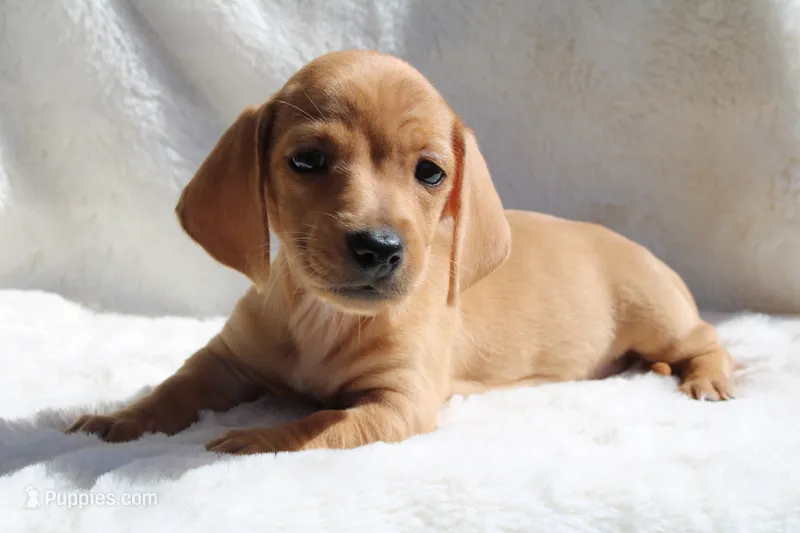 Remy – Miniature Dachshund puppy for sale in Hardy, VA