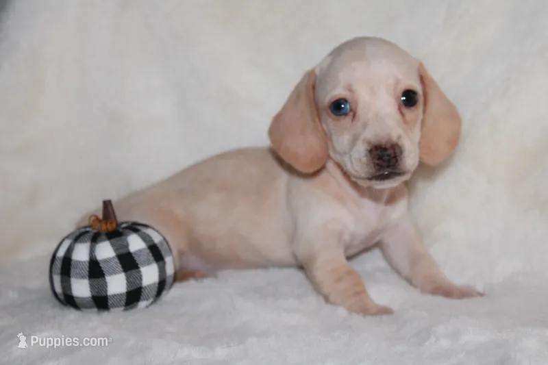 Penny – Miniature Dachshund puppy for sale in Hardy, VA