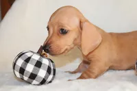 Remy, a female Miniature Dachshund for sale in Hardy, VA – 3 of 4