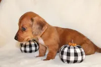 Oliver , a male Miniature Dachshund for sale in Hardy, VA – 5 of 5