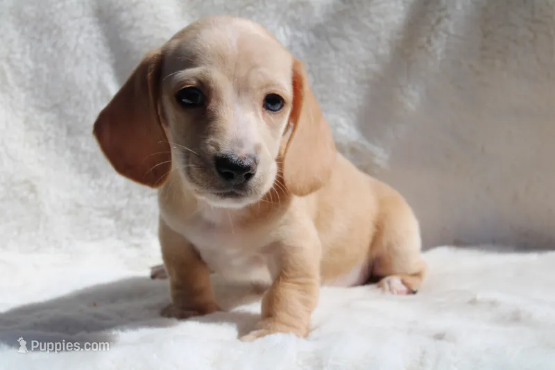 Oliver – Miniature Dachshund puppy for sale in Hardy, VA