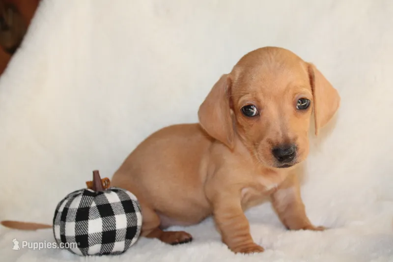 Remy – Miniature Dachshund puppy for sale in Hardy, VA