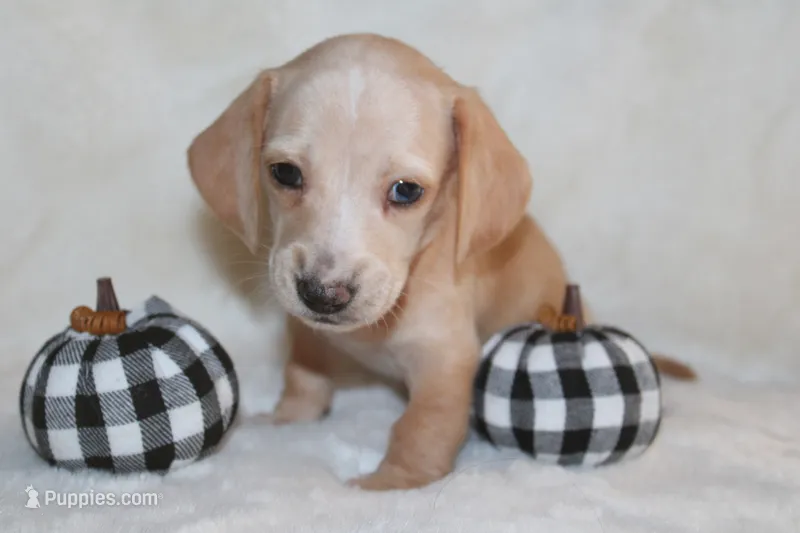 Ollie – Miniature Dachshund puppy for sale in Hardy, VA