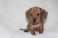 processed/efd86019-180b-4647-b795-2f2a5329f0e3/listing/28af1066-ee81-4cf1-995c-04bb99872e72/8388bc0b-d5a6-42ee-afe8-9e1e82981341