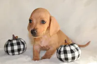 Remy, a female Miniature Dachshund for sale in Hardy, VA – 2 of 4