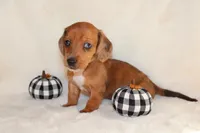 Oliver , a male Miniature Dachshund for sale in Hardy, VA – 3 of 5