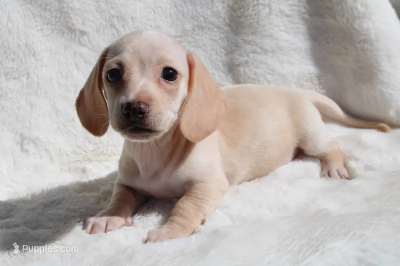 Penny – Miniature Dachshund puppy for sale in Hardy, VA