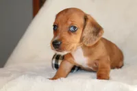 Oliver , a male Miniature Dachshund for sale in Hardy, VA – 4 of 5