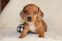 Oliver , a male Miniature Dachshund for sale in Hardy, VA – 1 of 5