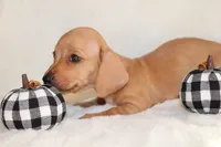 Remy, a female Miniature Dachshund for sale in Hardy, VA – 4 of 4