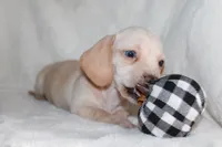 Penny, a male Miniature Dachshund for sale in Hardy, VA – 4 of 4