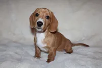 Sunny, a female Miniature Dachshund for sale in Hardy, VA – Photo 1 of 5