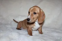 Sunny, a female Miniature Dachshund for sale in Hardy, VA – Photo 2 of 5