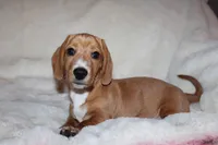Sunny, a female Miniature Dachshund for sale in Hardy, VA – Photo 5 of 5