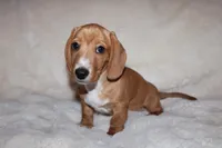 Sunny, a female Miniature Dachshund for sale in Hardy, VA – Photo 4 of 5