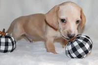 Ollie, a male Miniature Dachshund for sale in Hardy, VA – 4 of 4