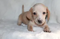 Ollie, a male Miniature Dachshund for sale in Hardy, VA – 2 of 4
