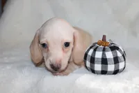 Penny, a male Miniature Dachshund for sale in Hardy, VA – 3 of 4