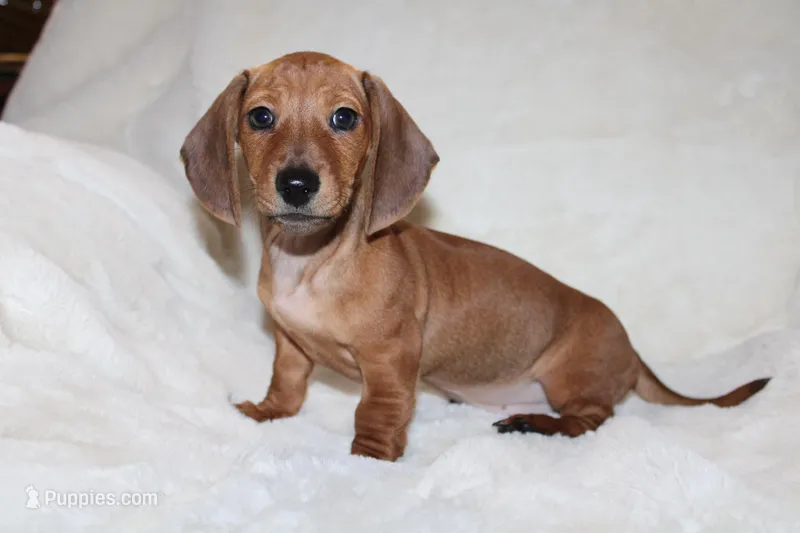 Ol’ Red, a male Miniature Dachshund for sale in Hardy, VA – Photo 1 of 4
