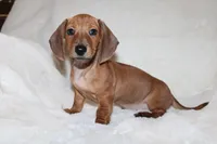 Ol’ Red, a male Miniature Dachshund for sale in Hardy, VA – Photo 1 of 4