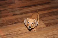 Ol’ Red, a male Miniature Dachshund for sale in Hardy, VA – Photo 4 of 4