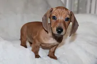 Ol’ Red, a male Miniature Dachshund for sale in Hardy, VA – Photo 3 of 4