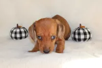 Oliver , a male Miniature Dachshund for sale in Hardy, VA – 2 of 5