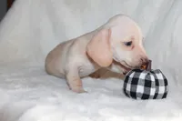 Penny, a male Miniature Dachshund for sale in Hardy, VA – 2 of 4
