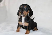 processed/efd86019-180b-4647-b795-2f2a5329f0e3/listing/f2564854-b4c3-43f2-b599-51e477a6563d/8d40515e-20b7-4679-90d9-fd8b1af9d231