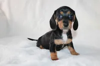 processed/efd86019-180b-4647-b795-2f2a5329f0e3/listing/f2564854-b4c3-43f2-b599-51e477a6563d/f688f4f5-cfe9-458e-8488-41de6b9f1905