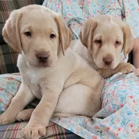 Max, a male Labrador Retriever for sale in North Rose, NY – Photo 3 of 7