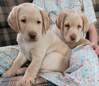 Ranger, a male Labrador Retriever for sale in North Rose, NY – Photo 3 of 4